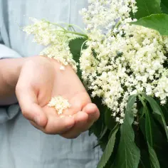 Dłoń trzyma kwiaty czarnego bzu, idealne na syrop na przeziębienie i wzmocnienie odporności.